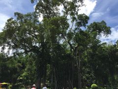 景点-瑞丽独树成林风景区