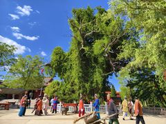 -大槐树寻根祭祖园