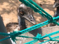 -西霞口神雕山野生动物世界