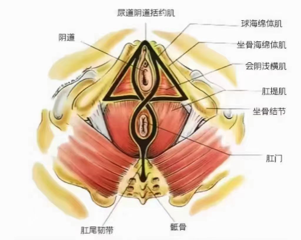 盆底肌的解剖知多少❓❓