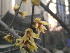 -绿地·中山里