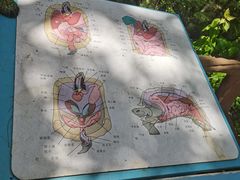 -广东惠东海龟国家级自然保护区