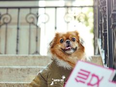 -超宠爱宠物摄影-Super pet