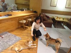 -柴务处·柴犬主题狗咖