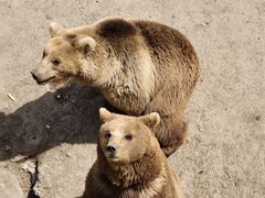 -哈尔滨北方森林动物园