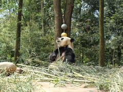 -中国大熊猫保护研究中心雅安碧峰峡基地