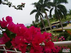 -三亚亚龙湾金棕榈度假酒店