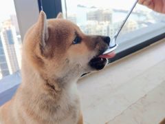 -柴犬小屋·柴餐厅·狗咖食堂(金鼎广场店)