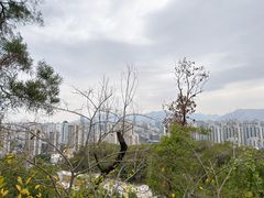 -金鸡山公园