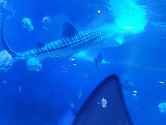 -烟台海昌鲸鲨海洋公园