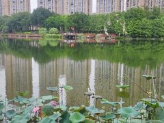 -琴亭湖公园