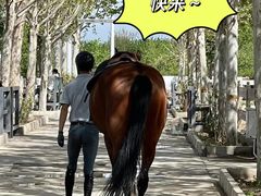 -北京群众马术培训基地