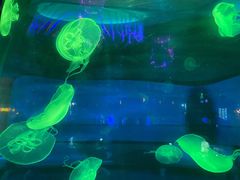 -泉城欧乐堡海洋极地世界