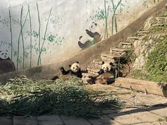 -中国大熊猫保护研究中心雅安碧峰峡基地