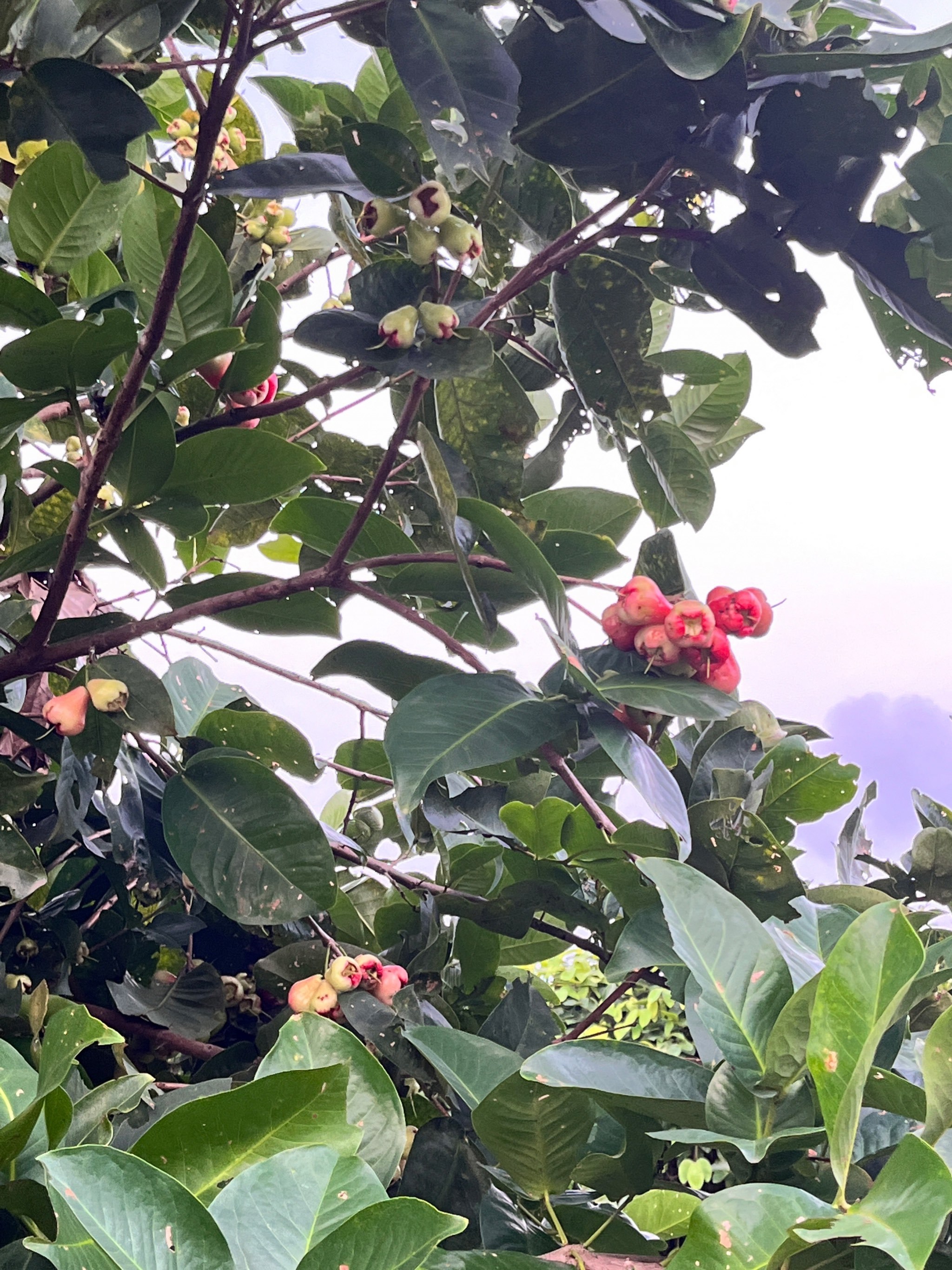 台山水步禾雀花农庄
