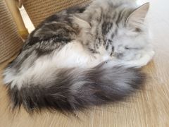 -猫腻·猫咖·撸猫馆(星光大道店)