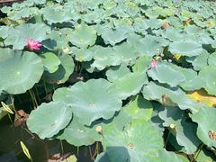 -上海市保健医疗中心