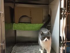 -御宝贝·A梦猫科宠物医院(国际猫友好医院)