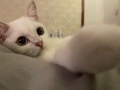 -飞行喵MR PILOT|猫舍·猫咖(静安大融城店)