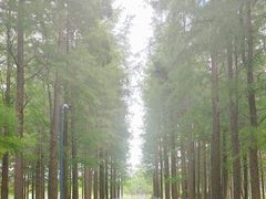 -昆山城市生态森林公园