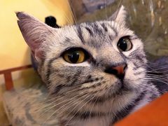 -猫色咖啡·猫咖