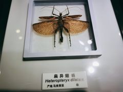 -上海昆虫博物馆