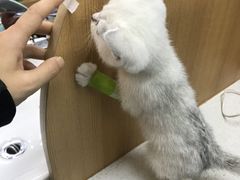 -联合动物医院(光谷诊疗中心)