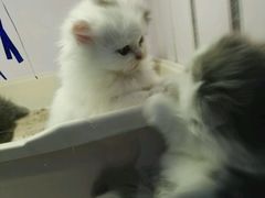 -喵的天空名猫咖啡馆·撸猫·猫舍·用品