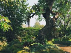 -Chom Cafe and Restaurant