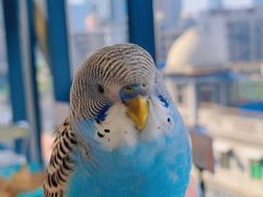 -怪兽屋·羊驼·猫咖·狗咖(俊华广场店)