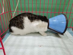 -米苏动物医院·犬猫专科·骨科外科内窥镜