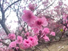 -秀丽东方