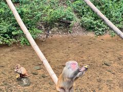 -西双版纳原始森林公园