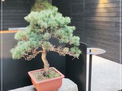-觀芷隐轩·宋宴(河坊街店)