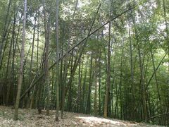android_upload_pic-宁波浙东大竹海景区