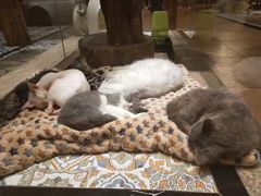 -more than meow吴止猫主题餐厅(承德 中船汇店)