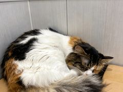 -东莞宠友24H宠物中心医院·转诊夜诊·异宠(新河北路院)