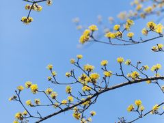 -上海辰山植物园