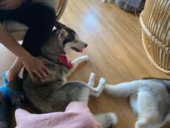 -Husky Go! 哈士奇体验馆·宠物咖啡厅狗咖