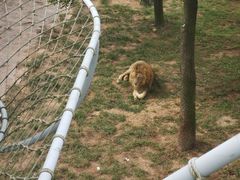 -西霞口神雕山野生动物世界