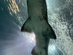 -上海海洋水族馆