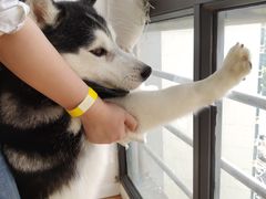 -Husky Go! 哈士奇体验馆·宠物咖啡厅狗咖