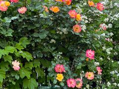 -南通博物苑-崇川人民公园