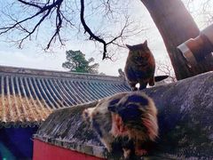-大觉寺-停车场