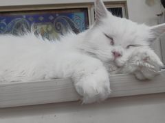 -猫小院猫主题餐厅(南锣旗舰店)