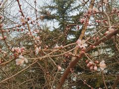 -大兴滨河森林公园