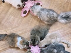-COLOR PETS 撸猫馆·购猫·猫咖(长风大悦城店)