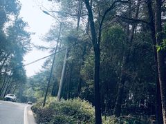 -铁山坪森林公园