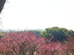 -无锡梅园公园