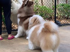 -TrueLove @ Neverland (Husky Cafe)
